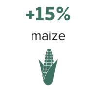 maize yeild