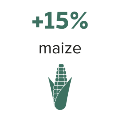 maize yeild